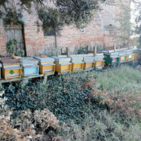 Apicoltura