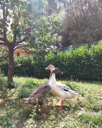 Coppia riproduttrice di anatre
