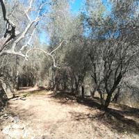 Vendita terreno con olive