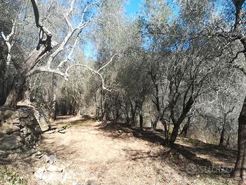 Vendita terreno con olive