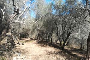 Vendita terreno con olive