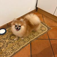 Gli spitz nani di Francesca Romana