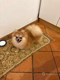 Gli spitz nani di Francesca Romana