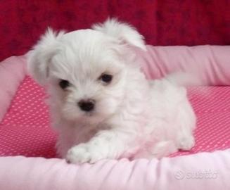 Cucciola Maltese mini Toy