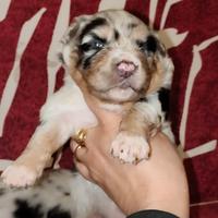 Pastore Australiano con pedigree Enci