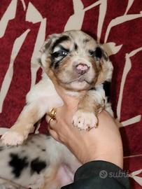 Pastore Australiano con pedigree Enci