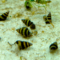 Anentone Helena