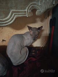 Gatto nudo shynx