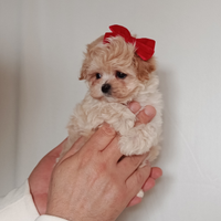 Maltipoo mini taglia piccolissima