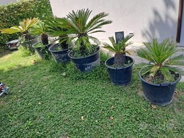 Cicas pianta Cycas