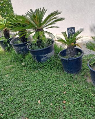 Cicas pianta Cycas