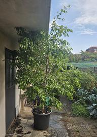 Ficus benjamin di 35 anni