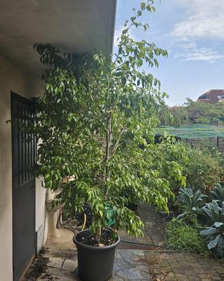 Ficus benjamin di 35 anni