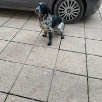 Vendita setter inglese