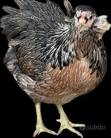 Araucana
