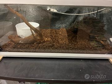 Serpente Lampropeltis