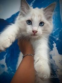 Gattino Ragdoll siberiano