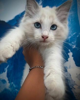 Gattino Ragdoll siberiano
