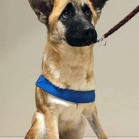 Cucciolo pastore belga mix piccolo in adozione