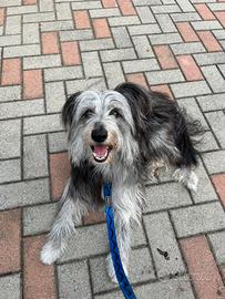 Cane incrocio pastore australiano grigio e nero