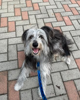 Cane incrocio pastore australiano grigio e nero