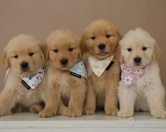 Cucciolotti di golden retrivier 80 giorni