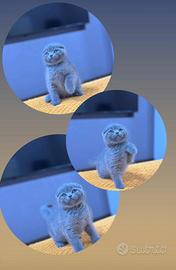 Scottish straight fold