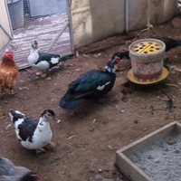 Coppia di anatra gigante