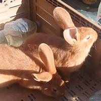 Conigli Fulvi di Borgogna