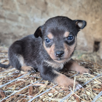 Cuccioli pinscher