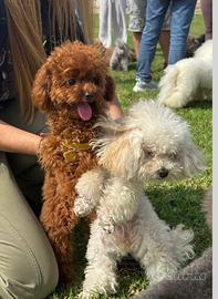 Barboncini albicocca maschietti tre mesi