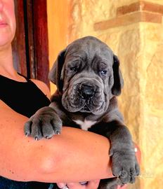 Cuccioli Alano Blu