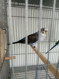 Cocorite ala nera BW