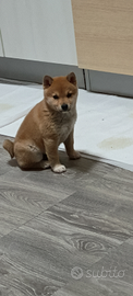 Cucciolo Shiba inu