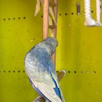 Coppia cocorite rainbow