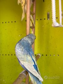 Coppia cocorite rainbow