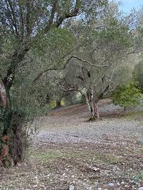 Uliveto
