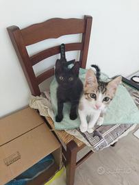 Si regalano gattini adorabili