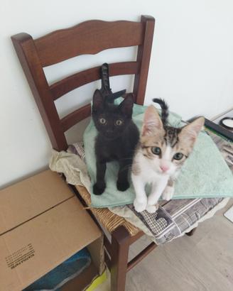 Si regalano gattini adorabili