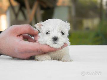 Cucciolo di Maltese