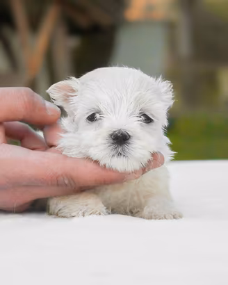 Cucciolo di Maltese