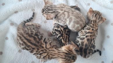 Bengala cuccioli brown e snow