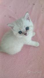 Cuccioli scottish fold e straight