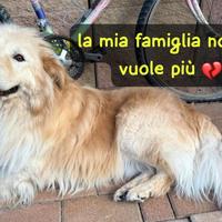 Ulisse, un simil Golden di 5 anni, circa 30 kg, ta