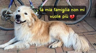 Ulisse, un simil Golden di 5 anni, circa 30 kg, ta