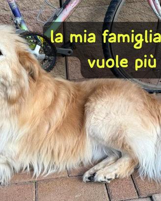 Ulisse, un simil Golden di 5 anni, circa 30 kg, ta