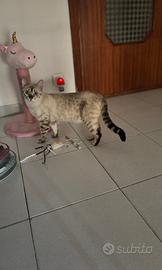 Animale gatto bengala
