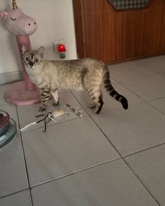 Animale gatto bengala