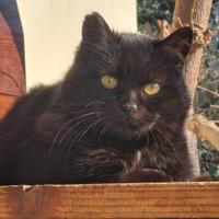 Gatto femmina adulta