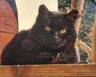 Gatto femmina adulta